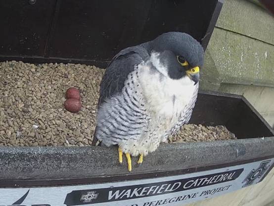 https://wakefieldperegrines.com/wp-content/uploads/2021/03/Male-and-Eggs.jpg